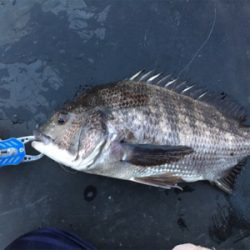 デイチヌやナイトメバリング！