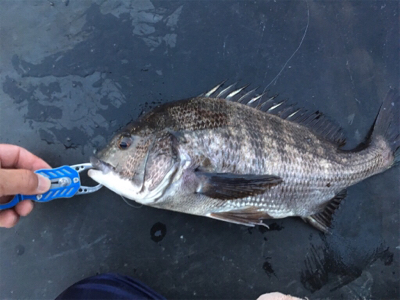 デイチヌやナイトメバリング！