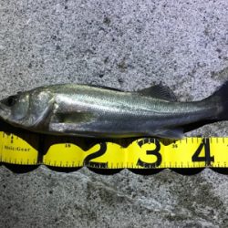 霞ヶ浦ナイトゲーム