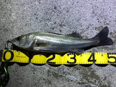 霞ヶ浦ナイトゲーム