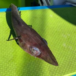 金沢八景の一之瀬丸さんからライト深場。