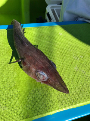 金沢八景の一之瀬丸さんからライト深場。