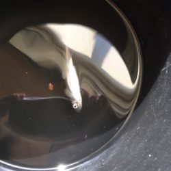 相模湖ワカサギ