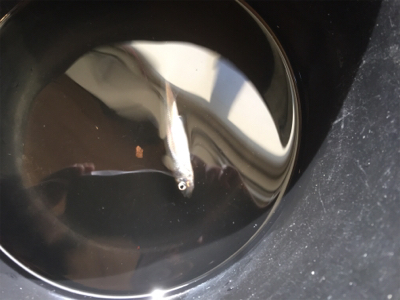 相模湖ワカサギ