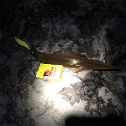 ヤリイカエギング