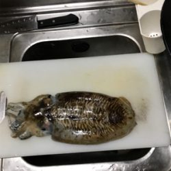 今年は少ない気が