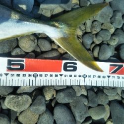 海陽町でメジロ