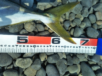 海陽町でメジロ