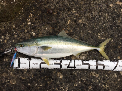 ブリブリブリ〜