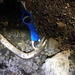 陸っぱりからハモ？