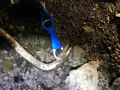 陸っぱりからハモ？