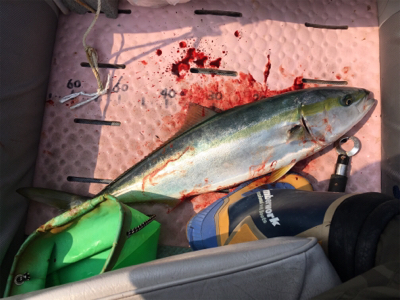 マイボートで丹後沖でジギング、タイラバ