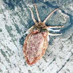 産卵シーズン個体狙いのコウイカランガンエギング