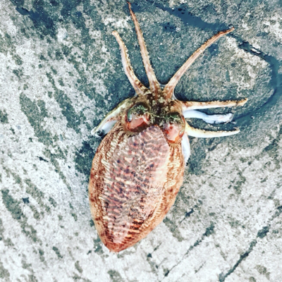 産卵シーズン個体狙いのコウイカランガンエギング