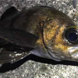 生命感を感じない…