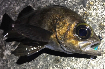 生命感を感じない...