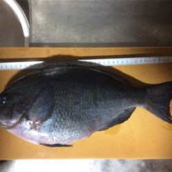 地磯でフカセ釣り