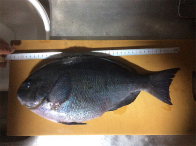 地磯でフカセ釣り