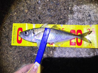 やっぱり尺はいた！！