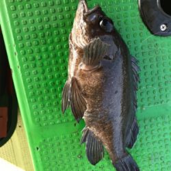 メバルサビキ  丸松乗合船