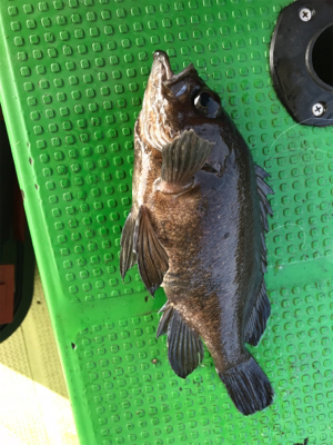 メバルサビキ  丸松乗合船