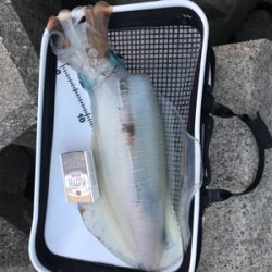 アオリイカ３杯