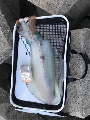 アオリイカ３杯