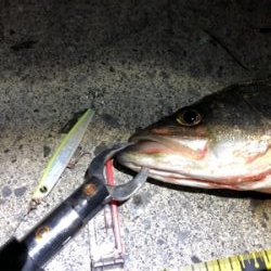 四日市シーバス