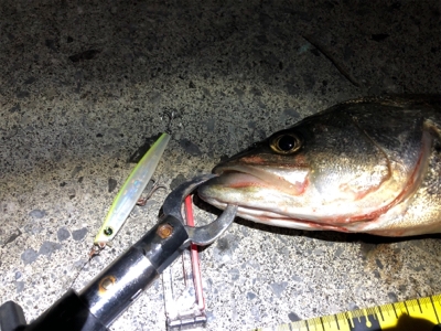 四日市シーバス