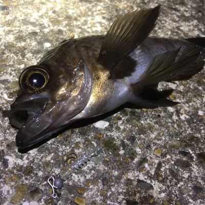 満潮前は絶好調！