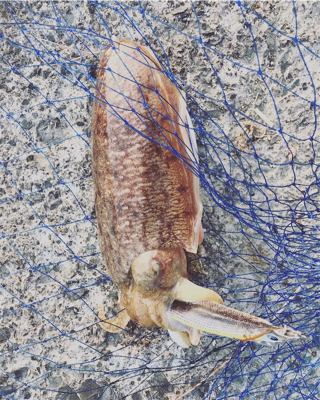 コウイカシーズン到来！！