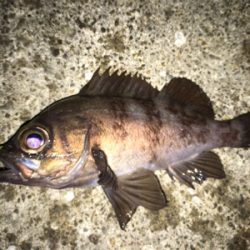 メバリング調査に行ってきました