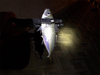 久しぶりの投稿