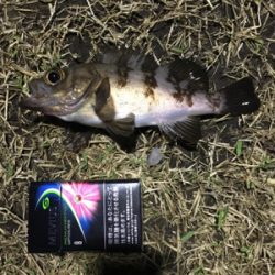 アジをもとめて