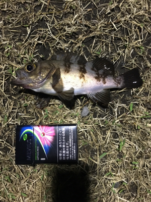 アジをもとめて