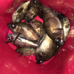 少し上向きメバリング