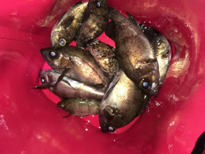 少し上向きメバリング