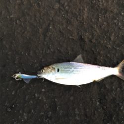 んー、このまま泳がせようか…