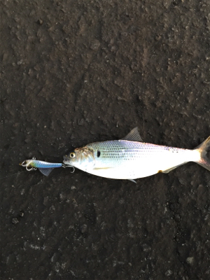 んー、このまま泳がせようか…