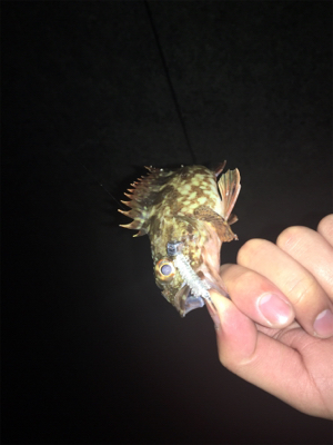 メバリング？いやガシリング