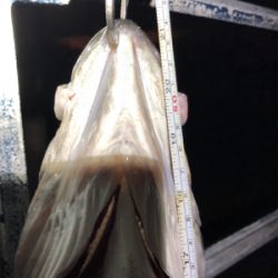 ワームでガツンッと54cmシーバス