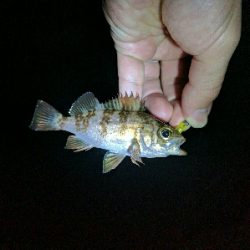 濁りひどく、メバルは渋め