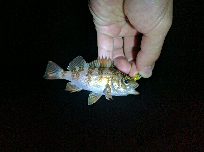 濁りひどく、メバルは渋め