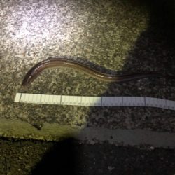 シーバスをエサ釣りで釣ろう！