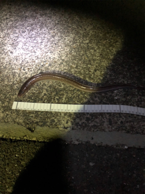 シーバスをエサ釣りで釣ろう！