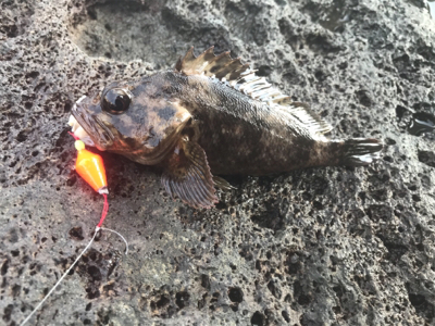 久々のカサゴ来ました！