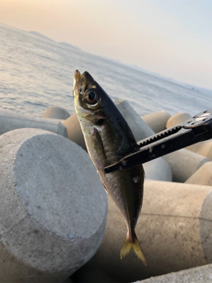 初めての朝釣行