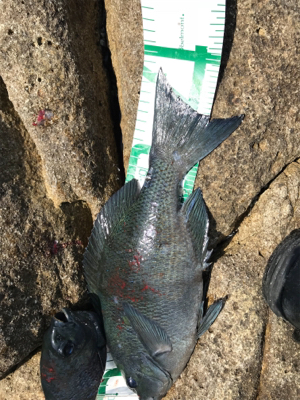 沖ノ島フカセグレ