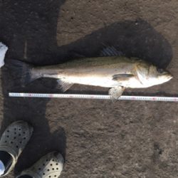 久々の大物(*´∀`)♪