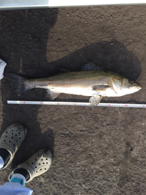 久々の大物(*´∀`)♪